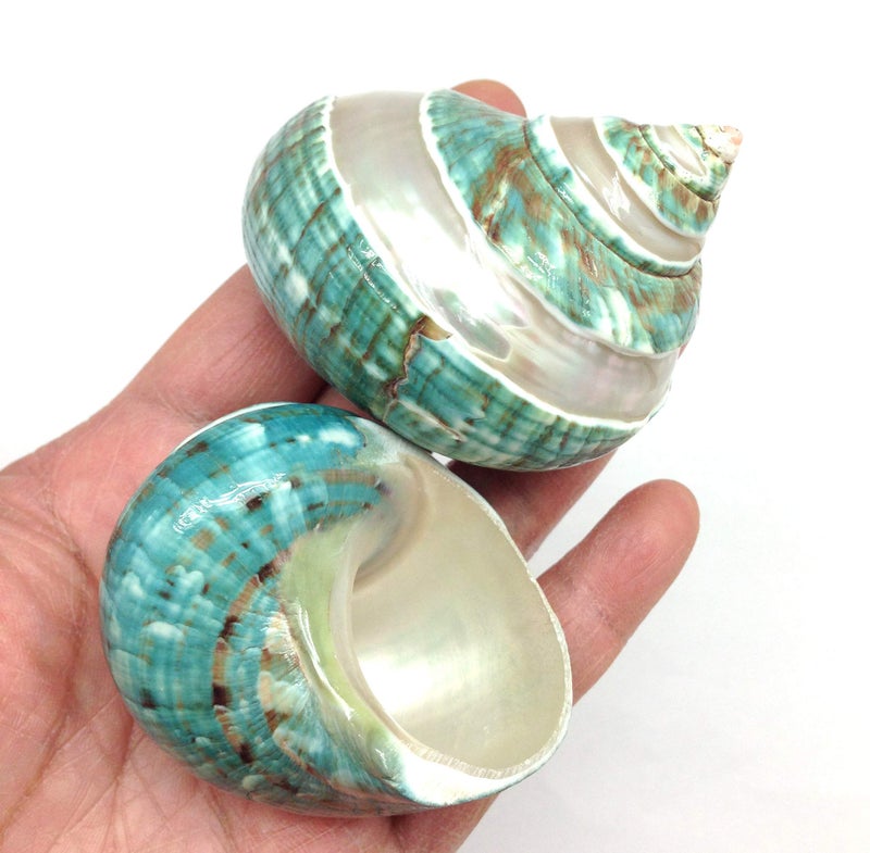 PEPPERLONELY 2 PC Natural Large Hermit Crab Shells, Banded Green Blue Gade Turbo, 2-1/2 Inch ~ 3 Inch - Image 1